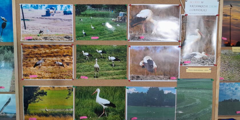 Rozstrzygnięcie konkursu fotograficznego „Bociany w krajobrazie Ziemi Lubawskiej”